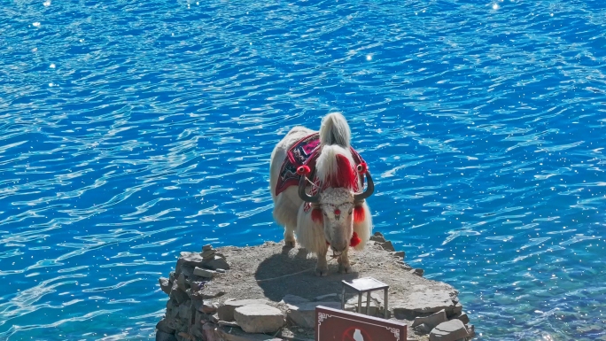 西藏羊湖景区羊湖观赏牛羊湖网红打卡地动物