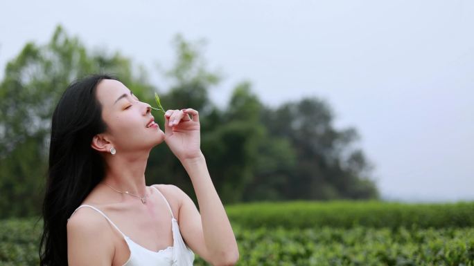 美女茶山里品茶 采茶 赏茶