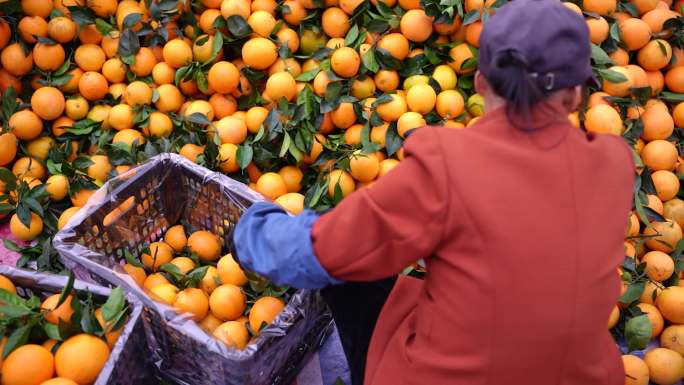 脐橙果园橙子采摘分捡新鲜绿色水果乡村生活