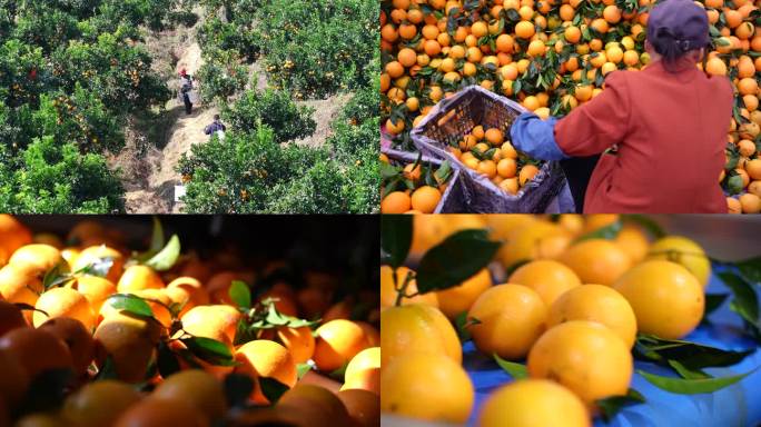 脐橙果园橙子采摘分捡新鲜绿色水果乡村生活