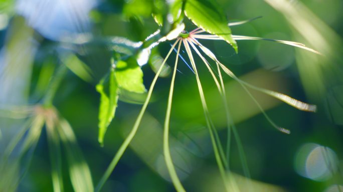 植物光斑 叶子光斑  植物触丝3