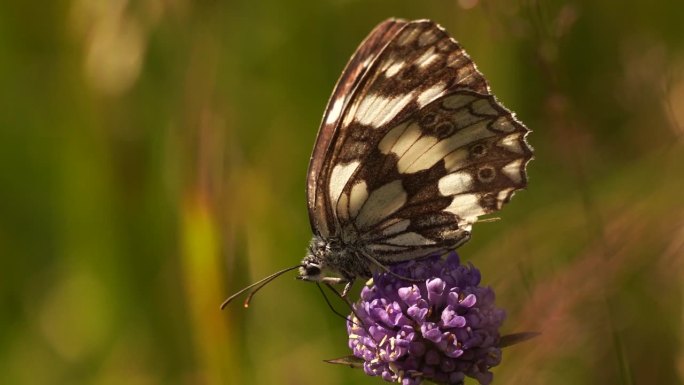 一只大理石纹白色(黑石纹白石纹)在阿尔卑斯山一朵紫色的花上觅食
