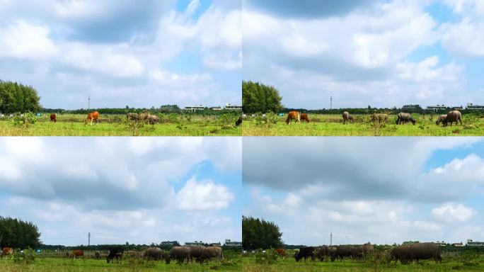 海南海口户外草场蓝天白云下牛群吃草延时