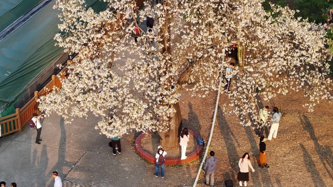 中国广东省广州市天河区华南师范大学异木棉