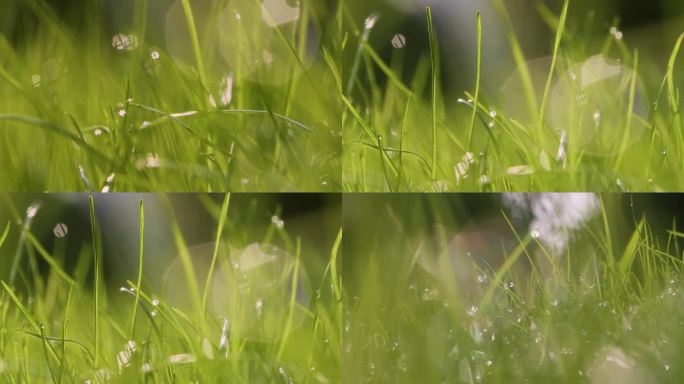 清晨小草阳光雨露