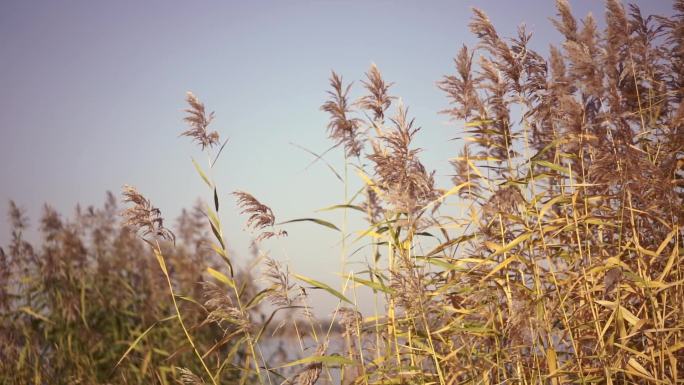 蒹葭  湿地公园 芦苇 芦苇