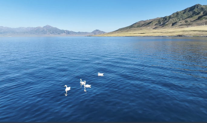 新疆赛里木湖白天鹅