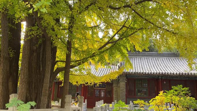 北京潭柘寺银杏树千年古刹潭柘寺千年银杏树