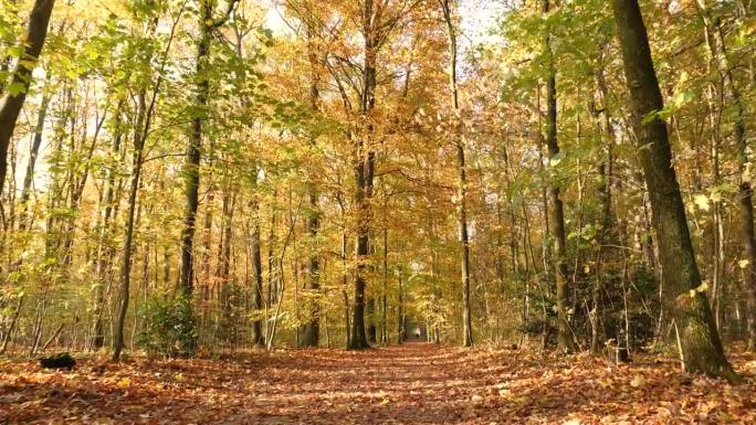 秋天，在树叶斑斓的森林里散步