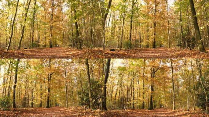 秋天，在树叶斑斓的森林里散步