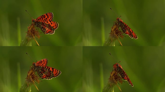 一种有斑点的贝母或红带贝母(黑贝母)，栖息在阿尔卑斯草地上凋谢的花朵上