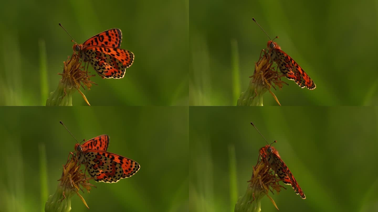 一种有斑点的贝母或红带贝母(黑贝母)，栖息在阿尔卑斯草地上凋谢的花朵上