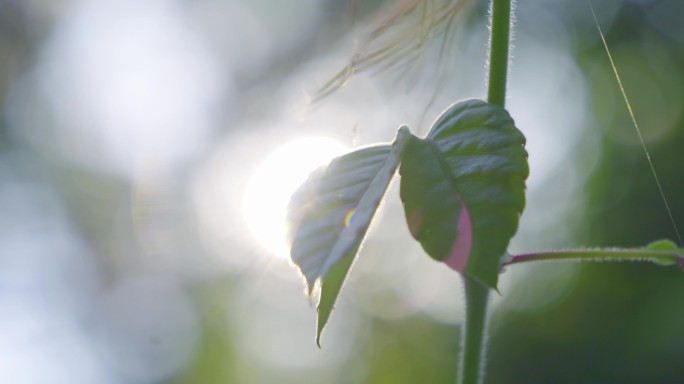 植物光斑 叶子光斑  植物触丝