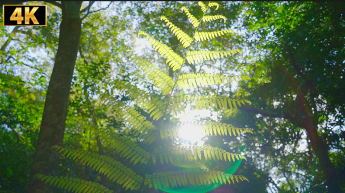 阳光植物希望森林树林树大自然生态清晨树叶