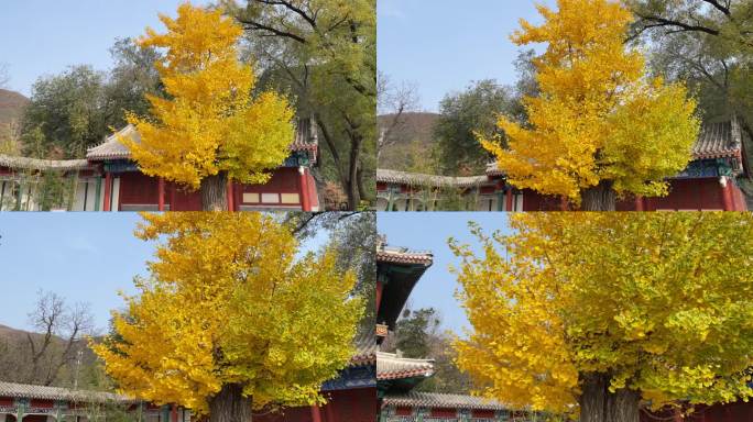 北京潭柘寺银杏树千年古刹潭柘寺千年银杏树