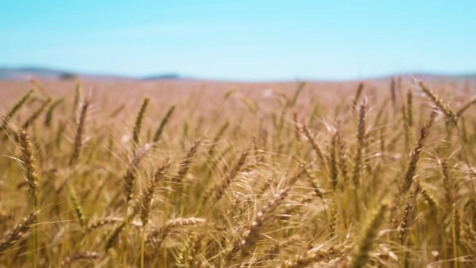 农场的小麦、田地和自然，乡村的景观和种子在风中生长、食物和可持续性。农作物生产、农业生产、粮食种植、