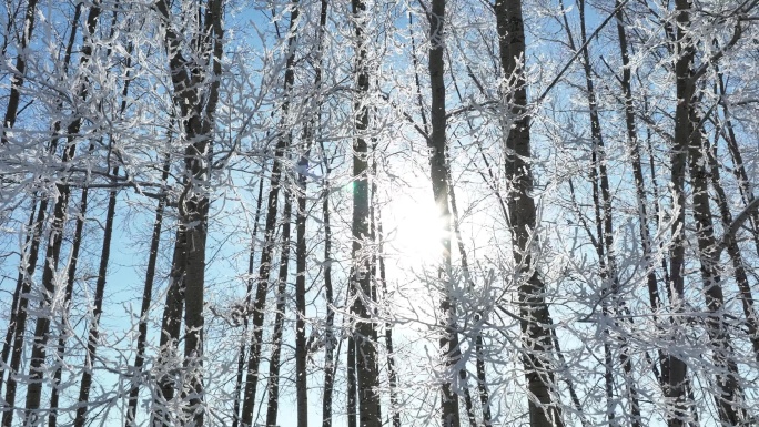 树枝树挂阳光升格拍摄