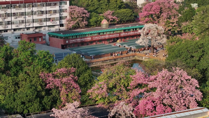 中国广东省广州市天河区华南师范大学异木棉