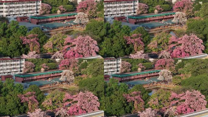 中国广东省广州市天河区华南师范大学异木棉