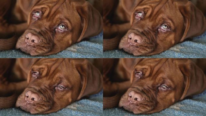 想睡觉的小狗。波尔多狗狗的特写。漂亮的法国獒犬的口鼻。