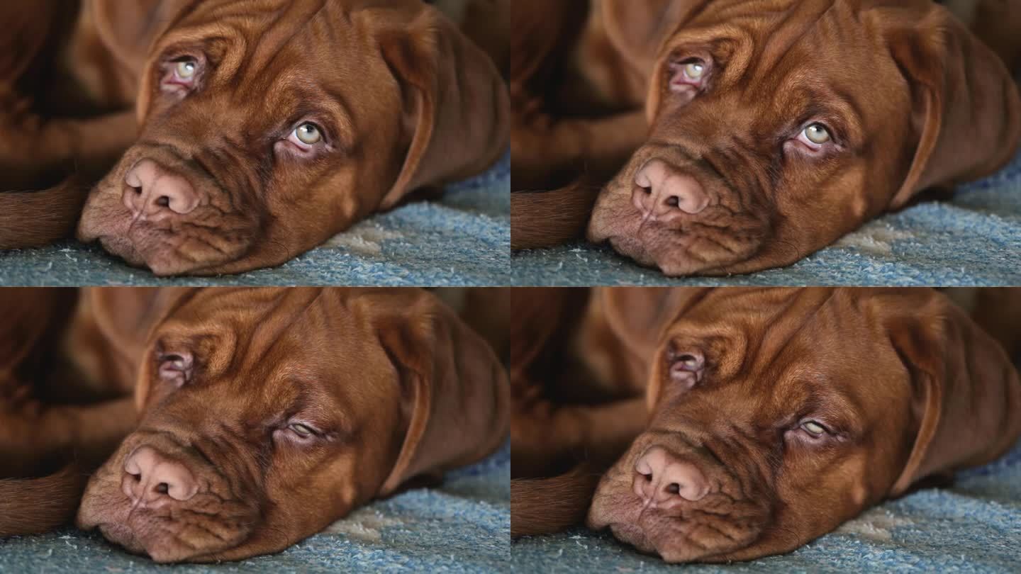 想睡觉的小狗。波尔多狗狗的特写。漂亮的法国獒犬的口鼻。