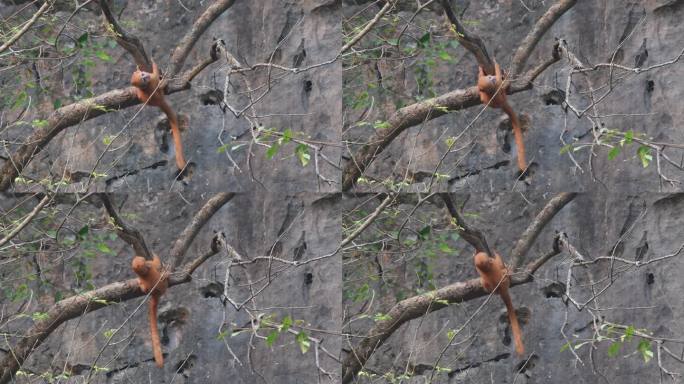 小金猴在树上展现“倒挂”绝活