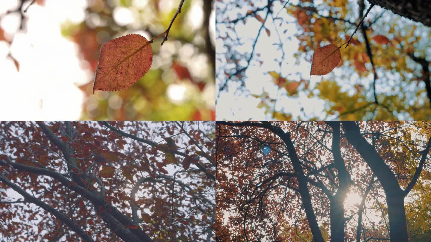 秋冬树叶 红叶 凄凉 冬季 秋景 落叶