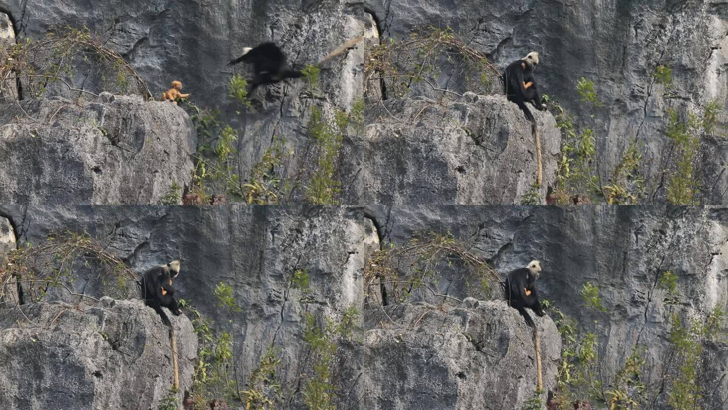 小金猴在岩壁边与母亲拥抱