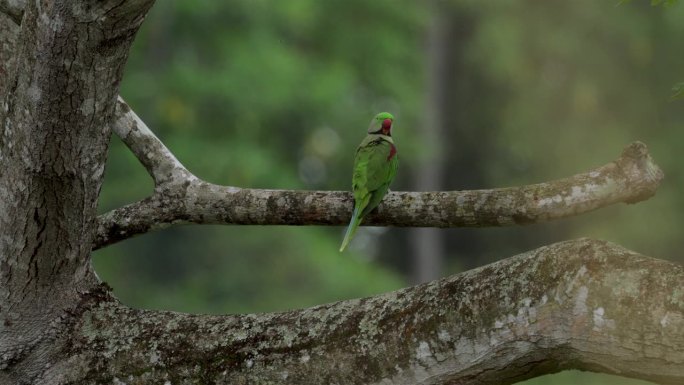 斯里兰卡亚历山大长尾小鹦鹉