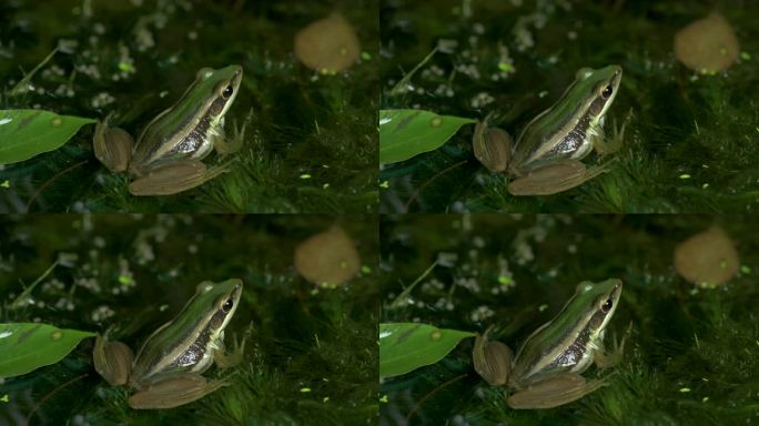 F05叶子上的绿色青蛙