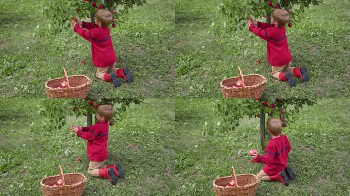 收获后的苹果园里的小孩。初学走路的小男孩在秋收的果园里吃着一个大红苹果。前景上的一篮子苹果。秋日阴天