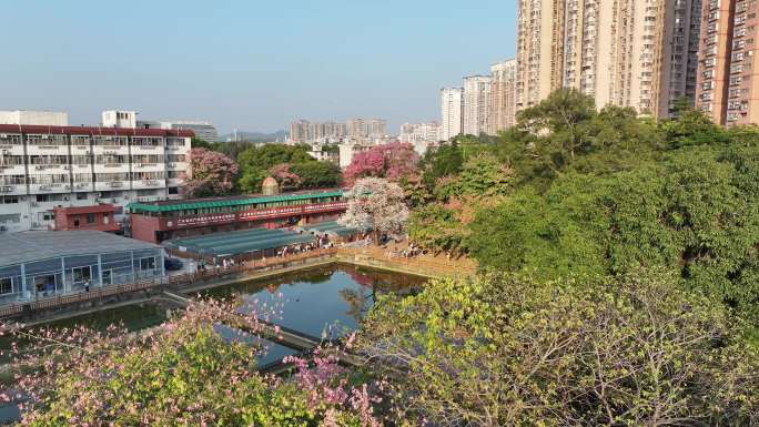 中国广东省广州市天河区华南师范大学异木棉