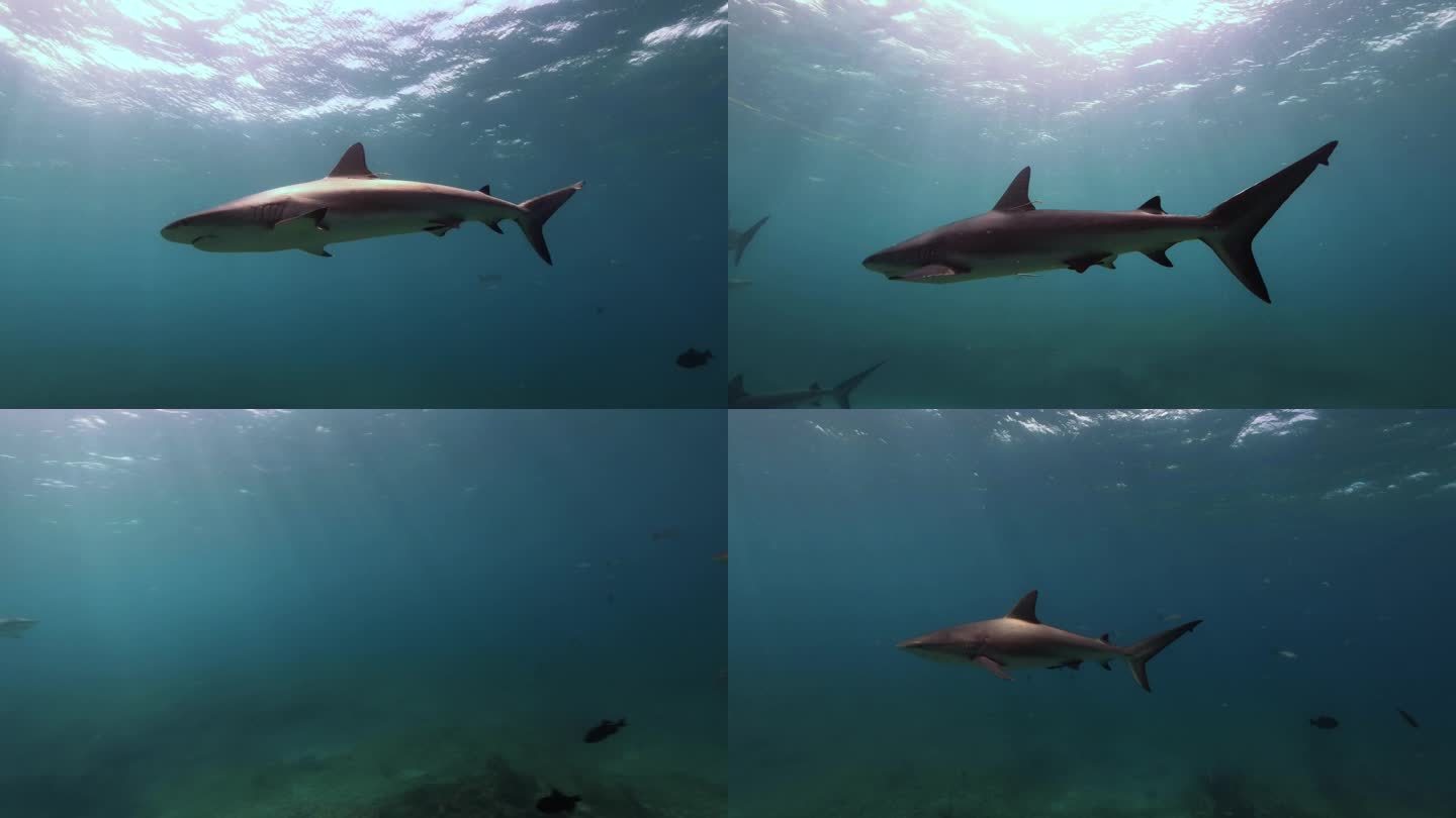 加勒比礁鲨