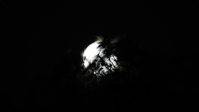 月夜实拍月黑风高