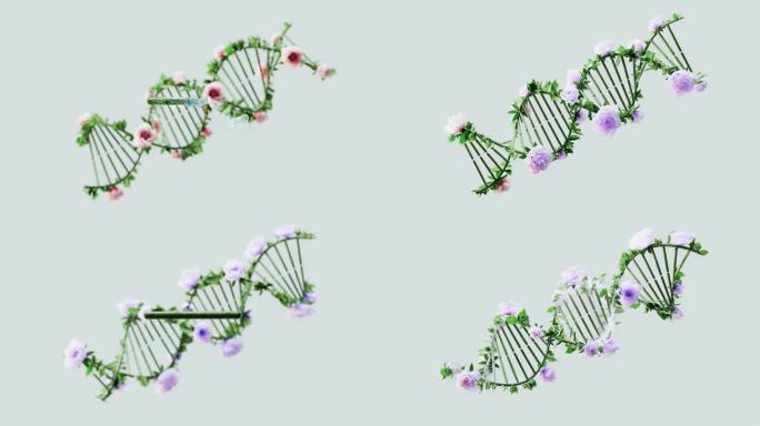 植物DNA渲染动画