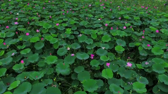 荷花池荷塘风光荷花绽放 莲叶何田田