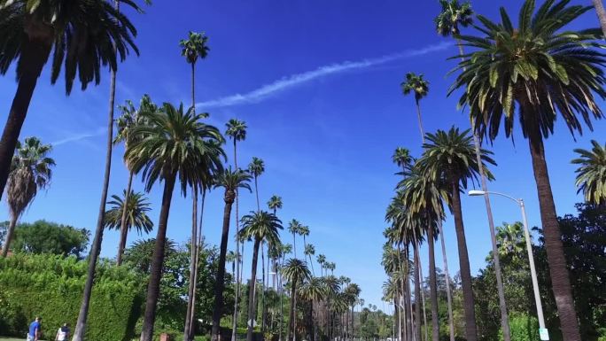 比佛利山庄的棕榈树。加州洛杉矶。晴朗的夏日天空。
