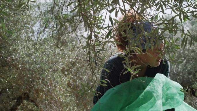 美丽成熟的女人在手工采摘橄榄。一只狮鹫狗。捡起网
