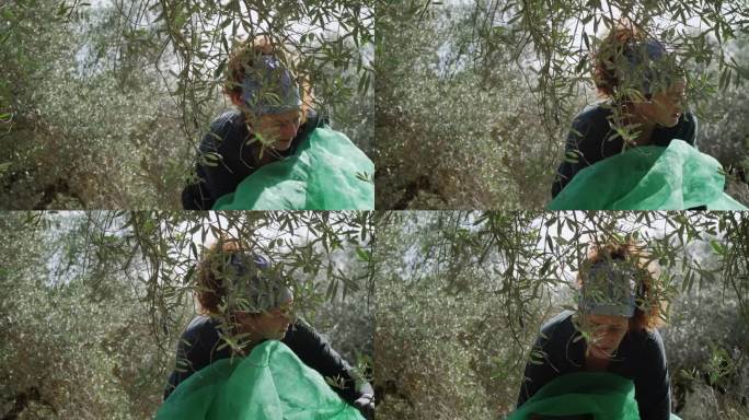 美丽成熟的女人在手工采摘橄榄。一只狮鹫狗。捡起网