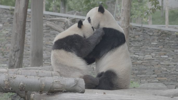 大熊猫打架log素材