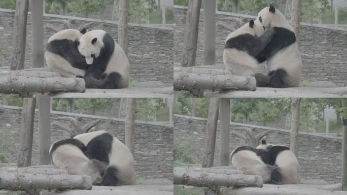 大熊猫打架log素材