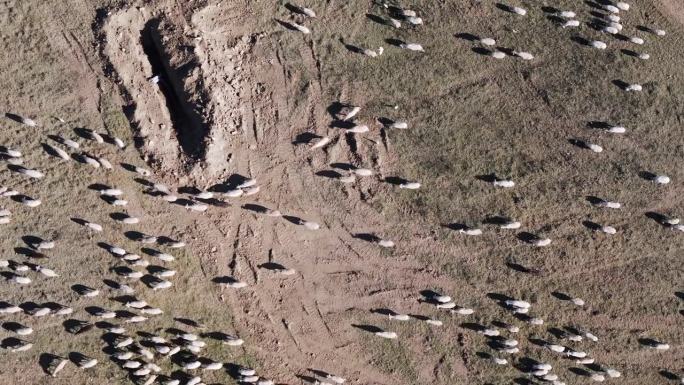 空中无人驾驶飞机拍摄到一群羊在路上行走。阴天，低空飞行