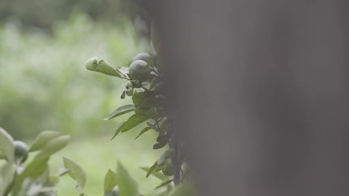 城固桔子张骞纪念馆