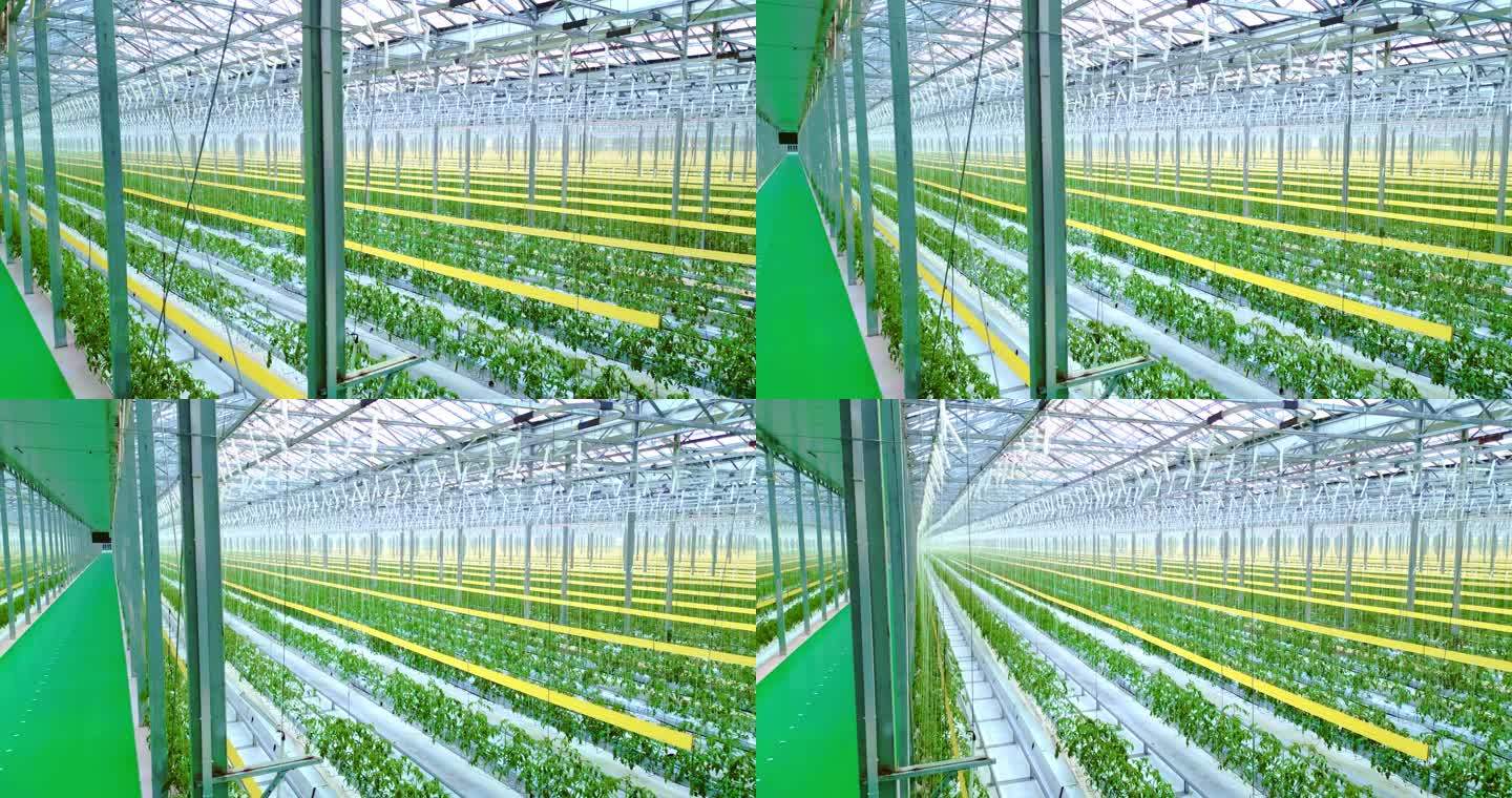 科技大棚番茄幼苗智能温室智慧农业