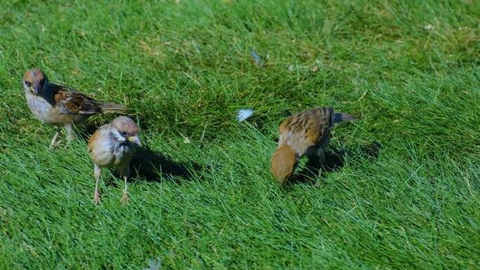 草地草坪上的麻雀