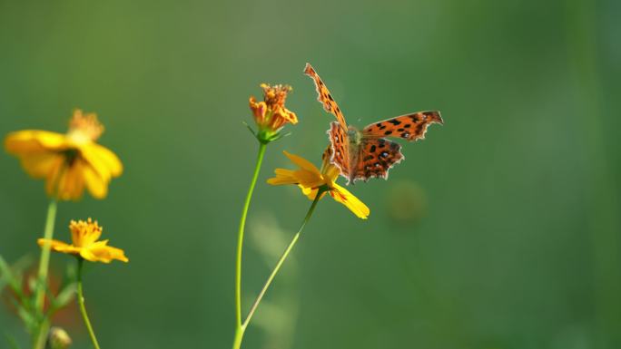 小花野花春天