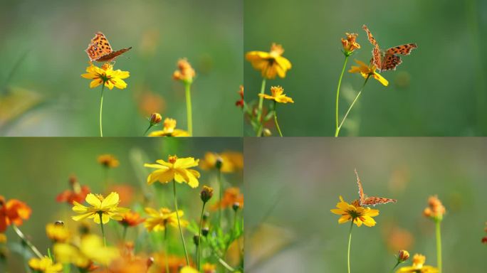 小花野花春天