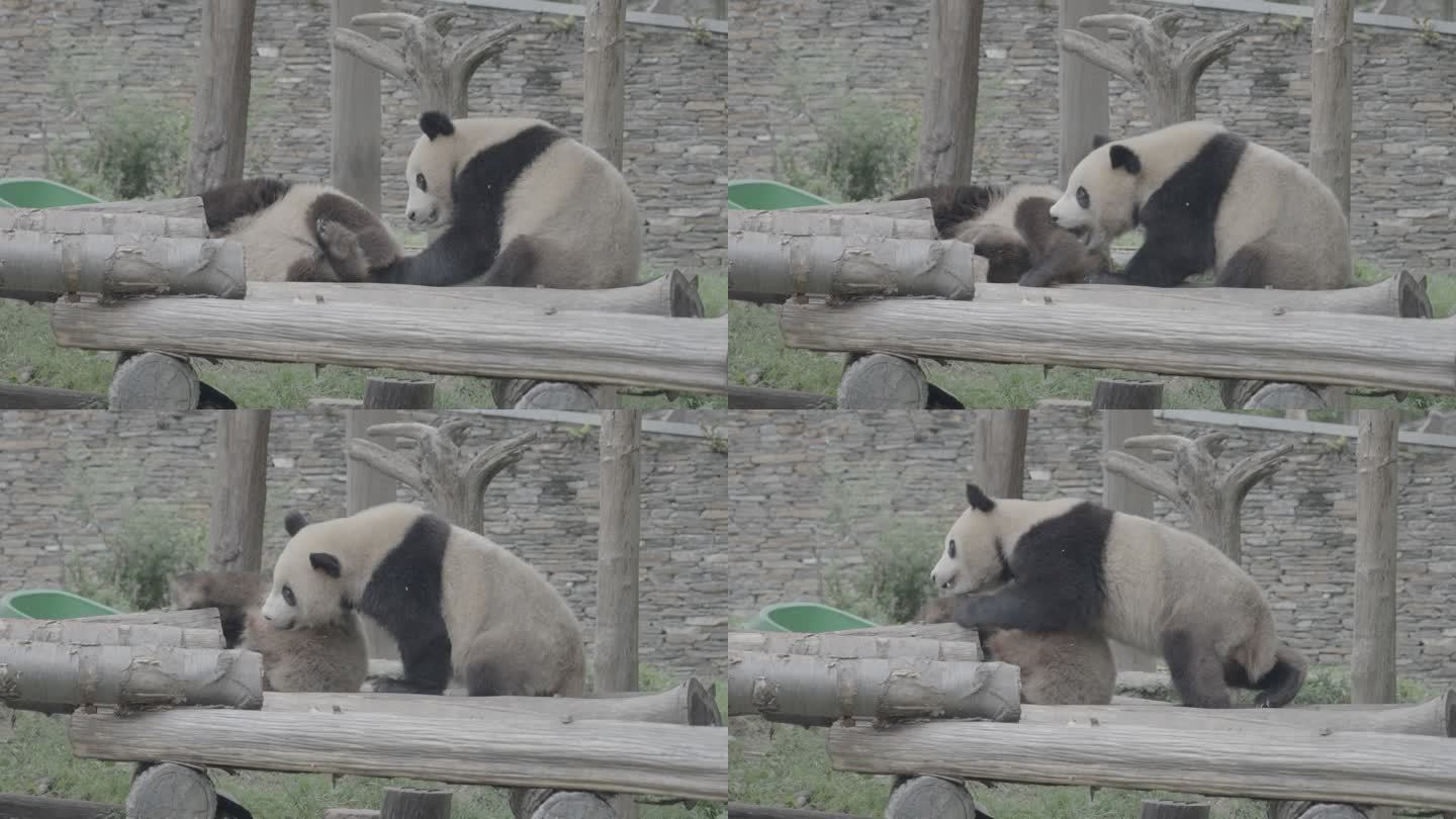 大熊猫打架log素材