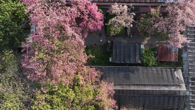 中国广东省广州市天河区华南师范大学异木棉