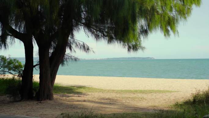 海边沙滩上的一棵孤独的木麻黄树